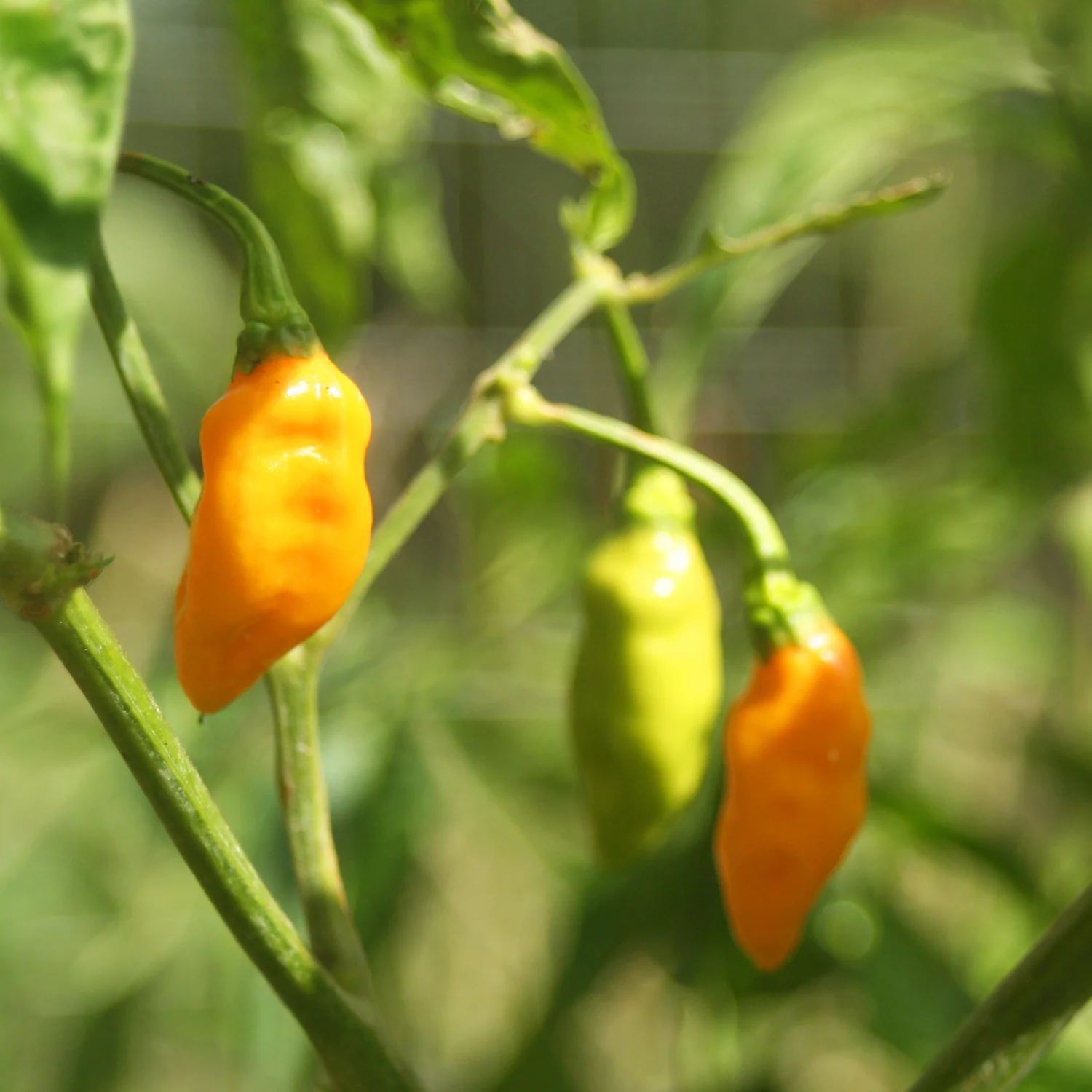 Sauce pimentée Aji Machu Picchu - Force 2/12 - 100 ml