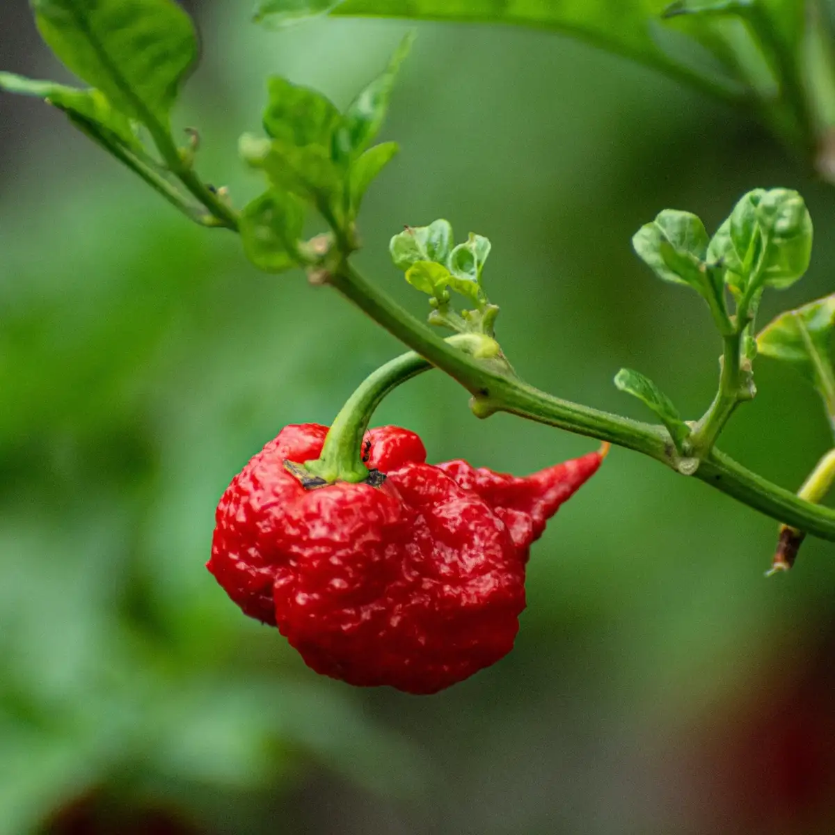 Sauce pimentée Carolina Reaper - Force 12/12 - 100 ml
